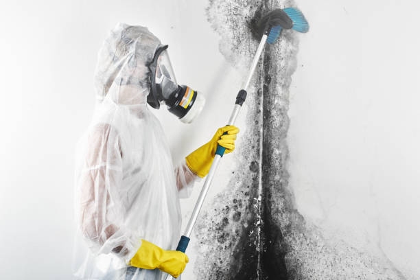 Best Commercial Mold Inspection  in St City, AR